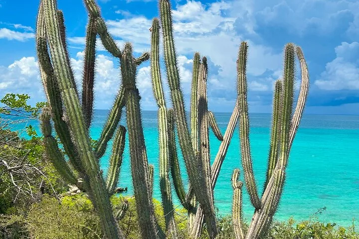 Cactus altos en primer plano con aguas oceánicas turquesa al fondo.